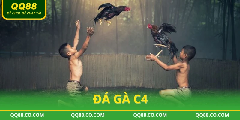 đá gà c4