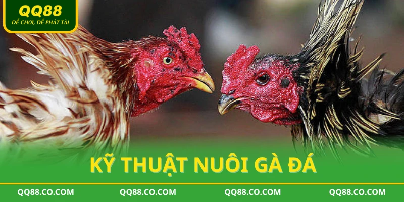 Kỹ thuật nuôi gà đá QQ88